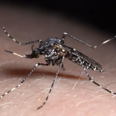 thumbnail for publication: Dark Rice Field Mosquito (suggested common name) Psorophora columbiae (Dyar & Knab) (Insecta: Diptera: Culicidae)